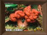 芝麻开门【央视】 探险者游戏 5