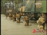 谁是终极英雄 《谁是终极英雄》 20130414 精兵神犬