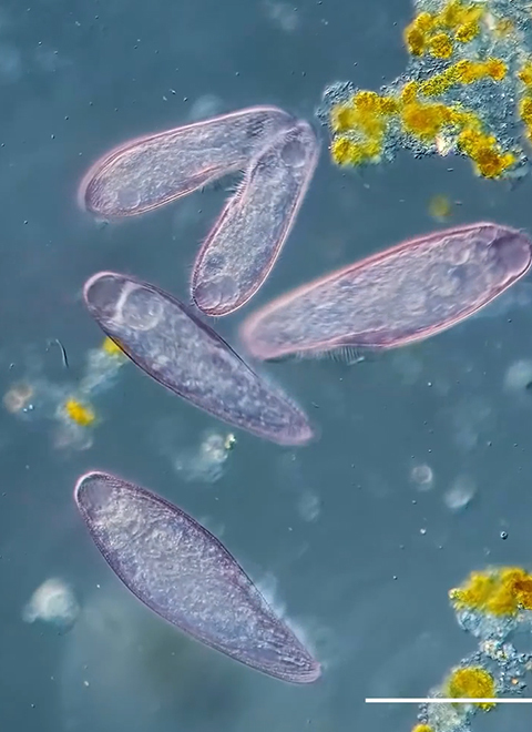 超级镜头：神奇的微生物