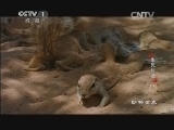 动物世界 《动物世界》 20140830 生死时速（下）