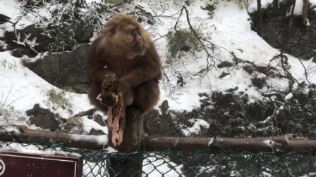 峨眉山母猴随身带小猴崽尸体 不愿抛弃