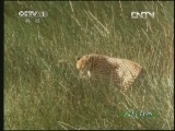 人与自然 《人与自然》 20130428 自然故事 猎豹妈妈传奇（下）