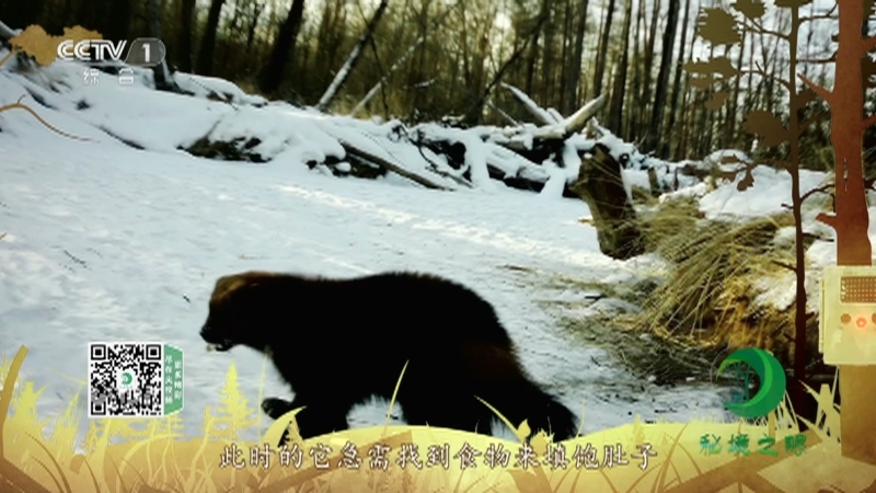 《秘境之眼》 貂熊 20210318