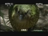 人与自然 《人与自然》 20130317 自然发现 南太平洋-奇异的海岛（下）