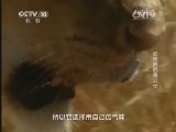 自然传奇 《自然传奇》 20141126 动物界的角斗士