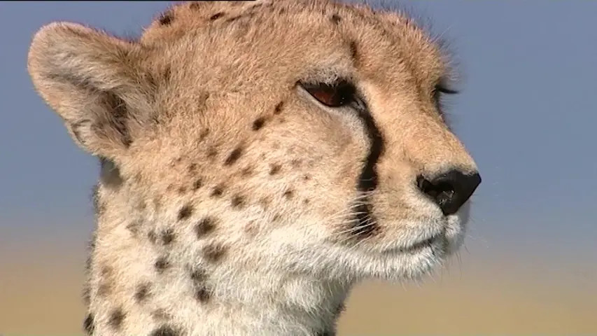 《大猫日记第七季》第1集