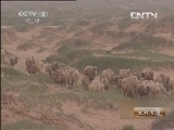 生财有道 《生财有道》 20130904 与动物亲密接触 骆驼情缘的财富梦想