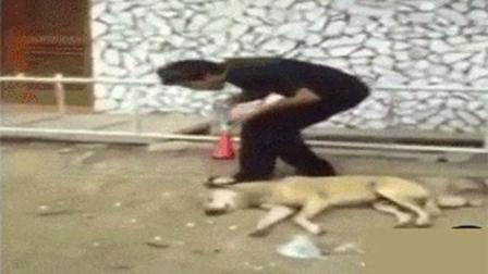 猿创精选 年度坑货铲屎官出炉 用喇叭吹醒熟睡中的狗子 134