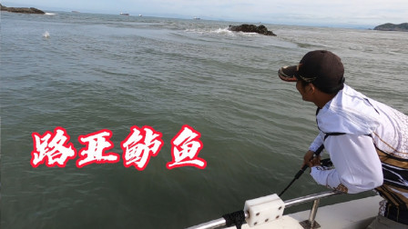 下午是路亚鲈鱼的主场，全船人都在中鱼，这场面也太刺激了