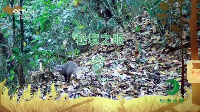 秘境之眼 《秘境之眼》 食蟹獴 20220331