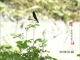 动物世界 《动物世界》 20171119 蛇·世间的游历