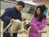 生财有道 《生财有道》 20130330 双黑鸭的“鸭司令”