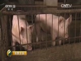 消费主张 《消费主张》 20160413 猪肉价还能涨多久