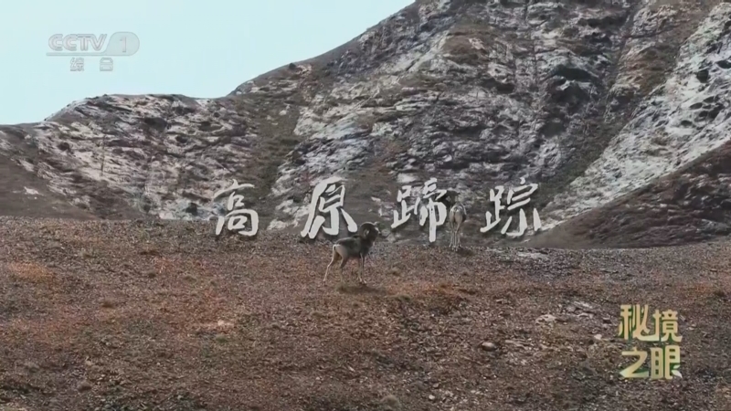 秘境之眼 《秘境之眼》 高原蹄踪 20250922