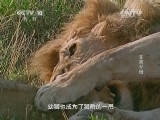 自然传奇 《自然传奇》 20141105 非常父母