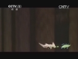 人与自然 《人与自然》 20140331 捕食者的本能——速度（上）