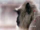 动物世界 《动物世界》 20180117 勇闯都市丛林