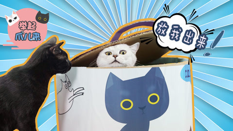 举起爪儿来 5分钟DIY罐头猫窝！