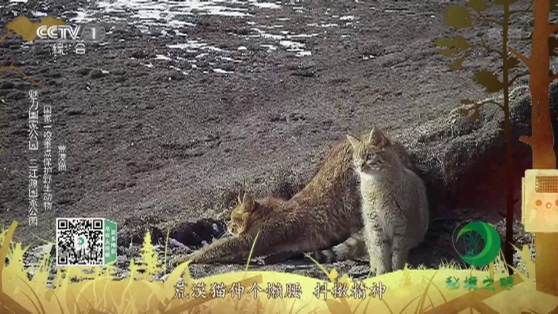 《秘境之眼》 豹/岩羊/白唇鹿/马麝/荒漠猫/棕熊 20211017