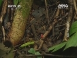 自然传奇 《自然传奇》 20140927 危险猛兽大追捕（4）
