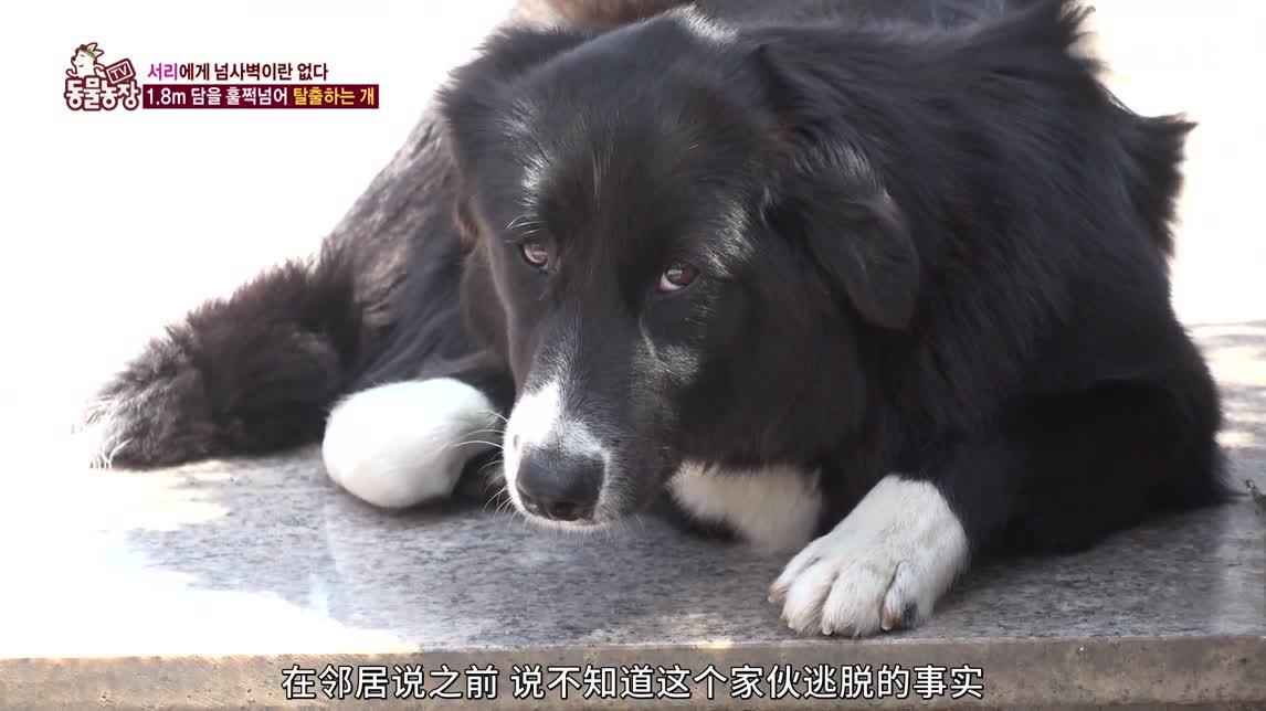 动物农场2020 