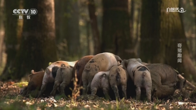 《自然传奇》 20260407 奇猪趣闻