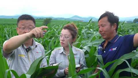 种植前线2026 玉米丰收的秘诀 硫钾协同筑牢生长根基