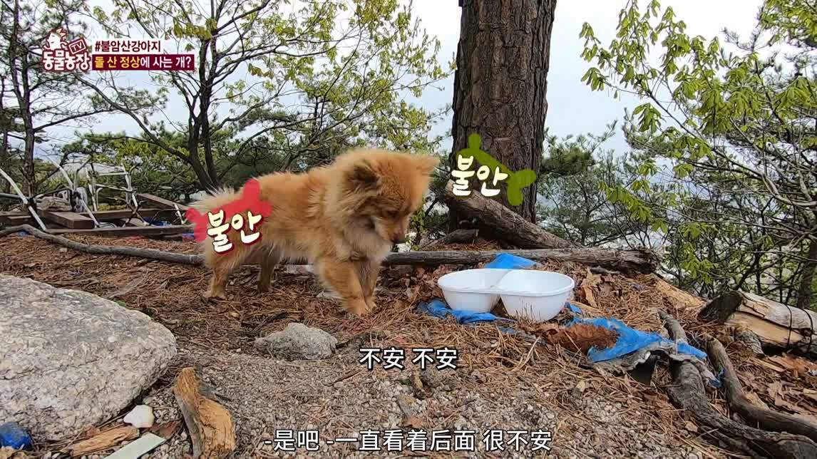 动物农场2020 悬崖上的小狗