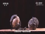味道 《味道》 20180616 好味·道时节（二） 什么是遂昌地道风味的烹饪神器？