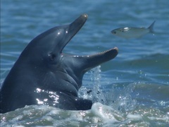 海豚-间谍探秘（Dolphins - Spy in the Pod） 海豚-间谍探秘第1集：捕猎
