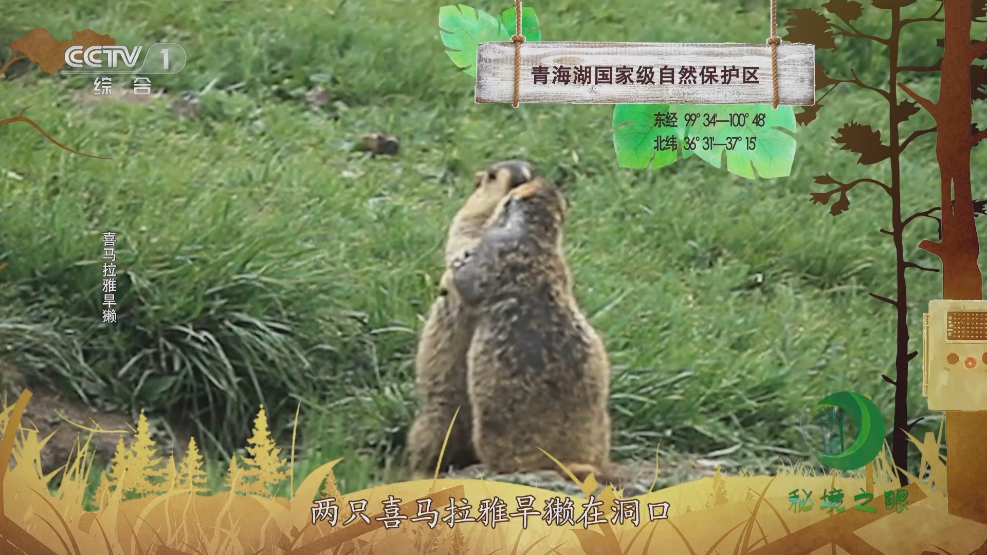 秘境之眼 《秘境之眼》 黄喉貂/喜马拉雅旱獭/猪獾 20231112