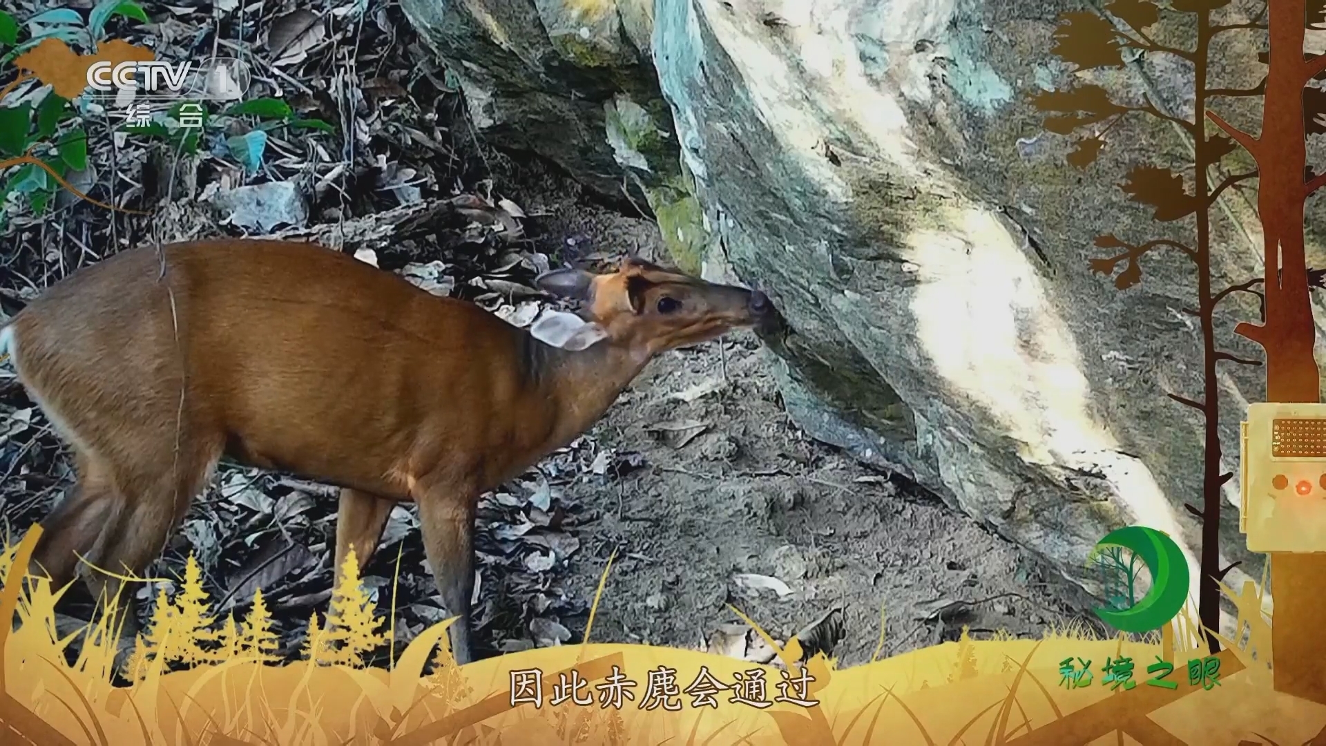 秘境之眼 《秘境之眼》 赤麂 20231207