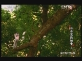 动物世界 《动物世界》 20121130 传奇家族秘史（三）