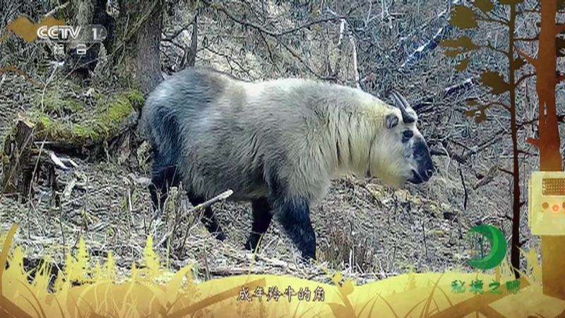 秘境之眼 《秘境之眼》 四川羚牛 20230620