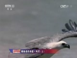 人与自然 《人与自然》 20150808 自然发现 捕食者的本能-利爪（上）