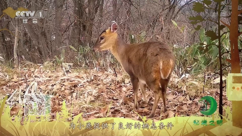 秘境之眼 《秘境之眼》 小麂 20220903