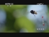 动物世界 《动物世界》 20140903 花粉使者