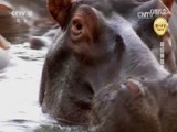 自然传奇 《自然传奇》 20170609 超级捕猎者