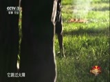 谁是终极英雄 《谁是终极英雄》 20160925 军犬特辑 第三集