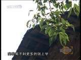 道德观察 道德观察（日播版） 2010年 第313期 你是我最后的守候