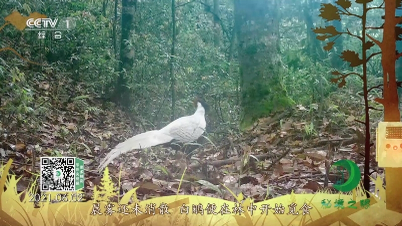 秘境之眼 《秘境之眼》 白鹇 20220308