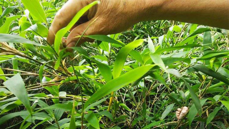 竹子身上出现“肿瘤”，以前农民不愿意看到