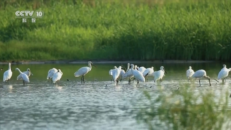 《逐梦山水》 第7集 山河蝶变