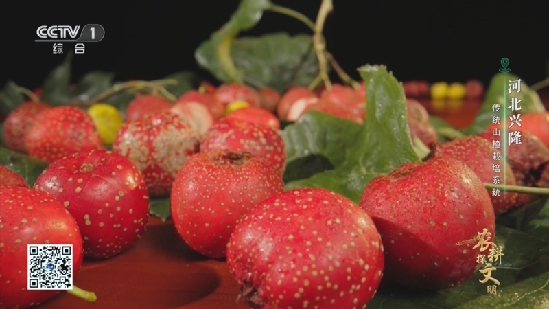 《农耕探文明》 第14集 河北兴隆 传统山楂栽培系统