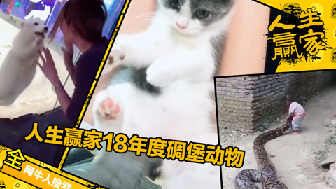 2018年度碉堡动物大盘点