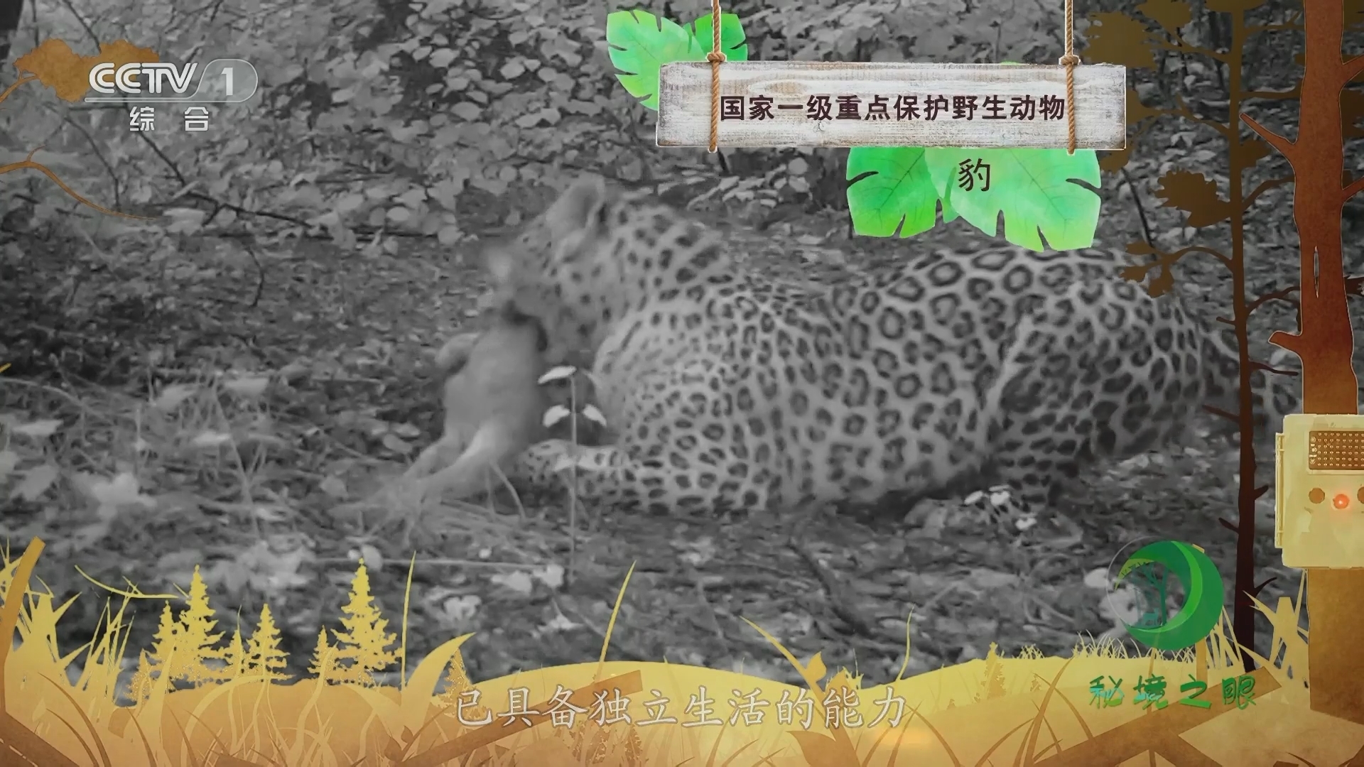 秘境之眼 《秘境之眼》 豹 20231026