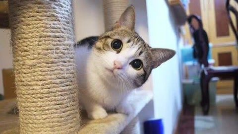 喵客帝国 猫奴必看！猫圈流行梗