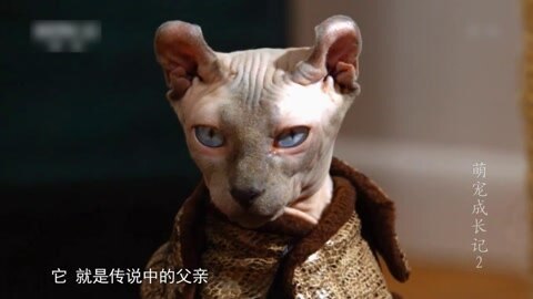 萌宠养成计划 外星宝宝第一次见父亲