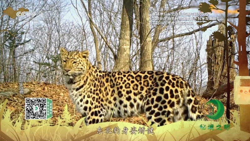 秘境之眼 《秘境之眼》 东北豹/雪豹/白唇鹿/白腹锦鸡 20221025