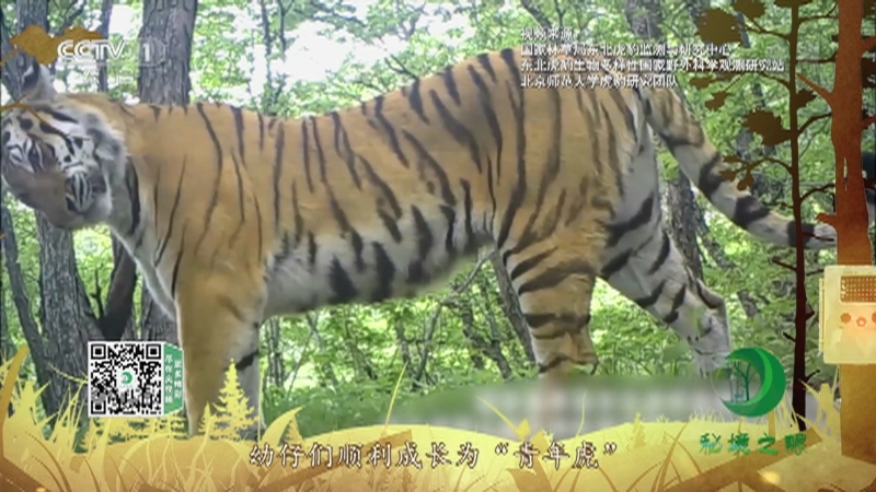 秘境之眼 《秘境之眼》 虎 20220729